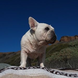 Meet your Posher, Dana